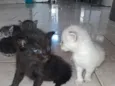 4 gatinhos 