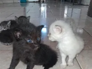 Gato raça SRD-ViraLata idade Abaixo de 2 meses nome 4 gatinhos 