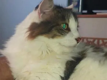 Gato raça Persa idade 6 ou mais anos nome Breno