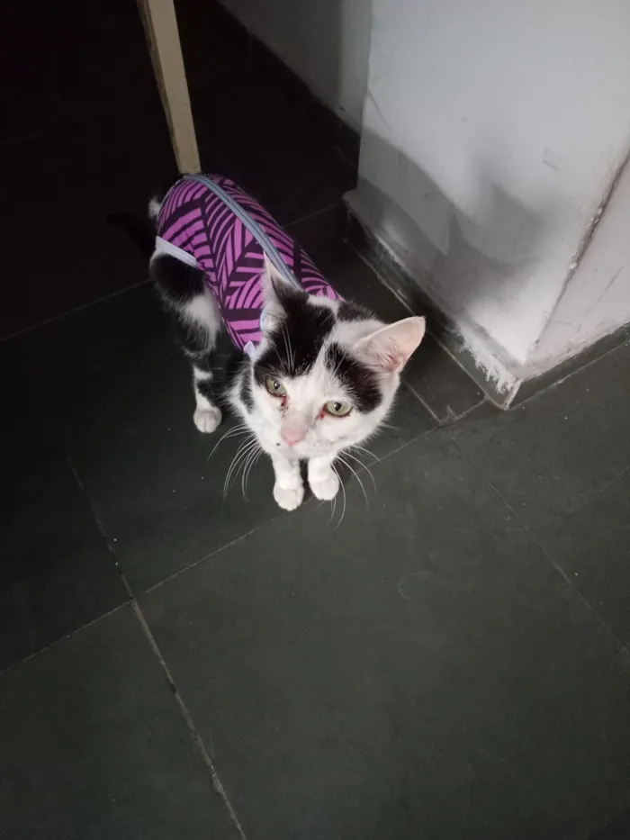 Gato raça Persa idade 6 ou mais anos nome Breno