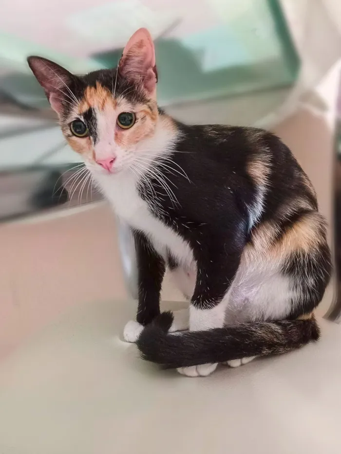 Gato raça SRD-ViraLata idade 7 a 11 meses nome Pintadinha/RJ