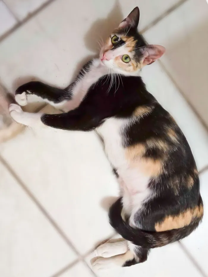 Gato raça SRD-ViraLata idade 7 a 11 meses nome Pintadinha/RJ