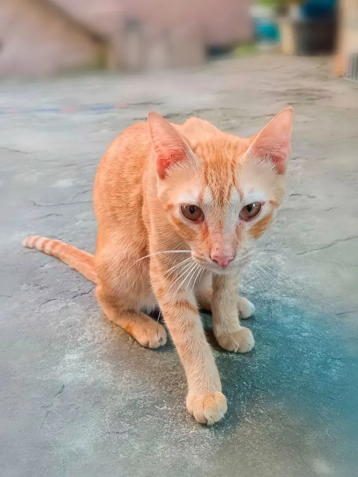 Gato raça SRD-ViraLata idade 7 a 11 meses nome Loirinho