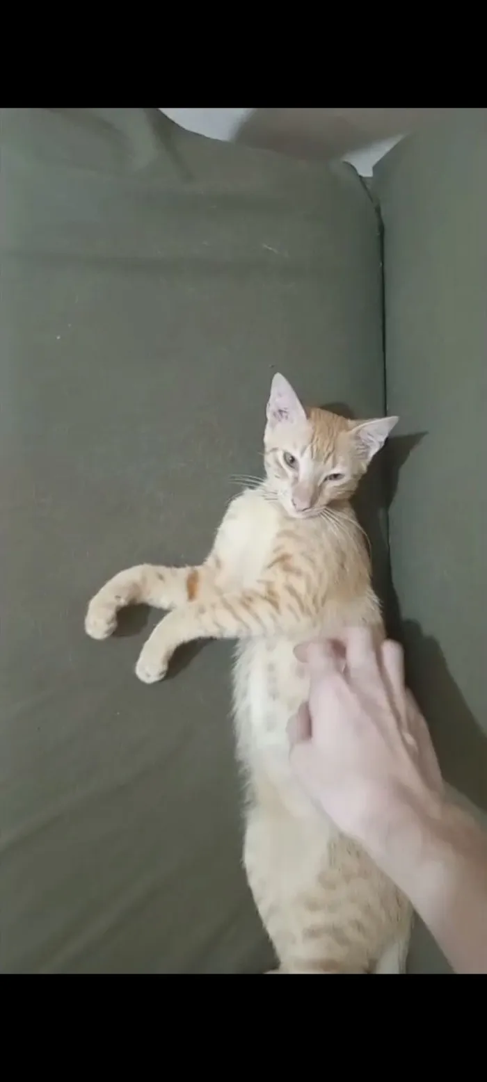 Gato raça SRD-ViraLata idade 7 a 11 meses nome Loirinho