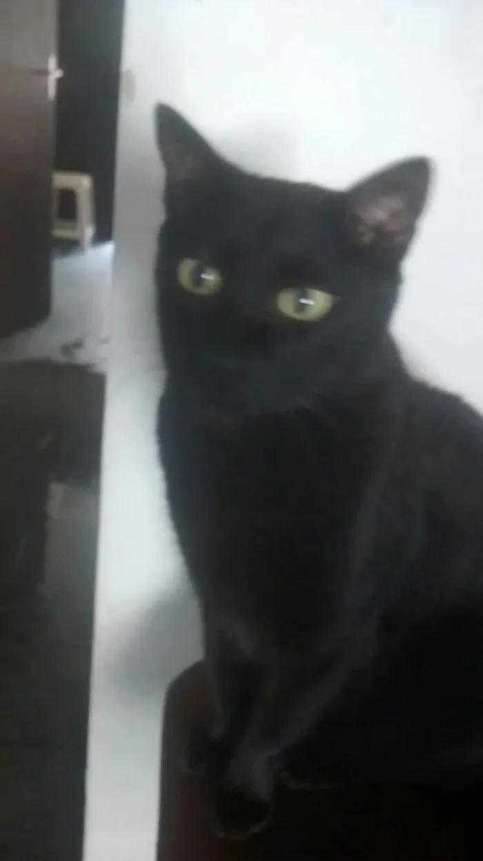 Gato raça SRD-ViraLata idade 6 ou mais anos nome Bob