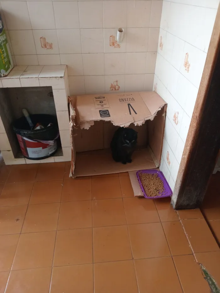 Gato raça SRD-ViraLata idade 6 ou mais anos nome Bob