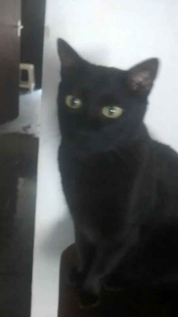 Gato raça SRD-ViraLata idade 6 ou mais anos nome Bob