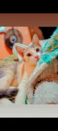 lulu
