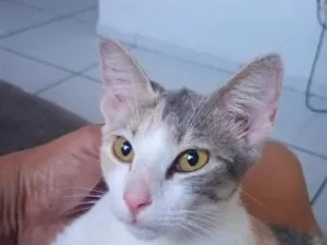 Gato raça SRD-ViraLata idade 1 ano nome lulu