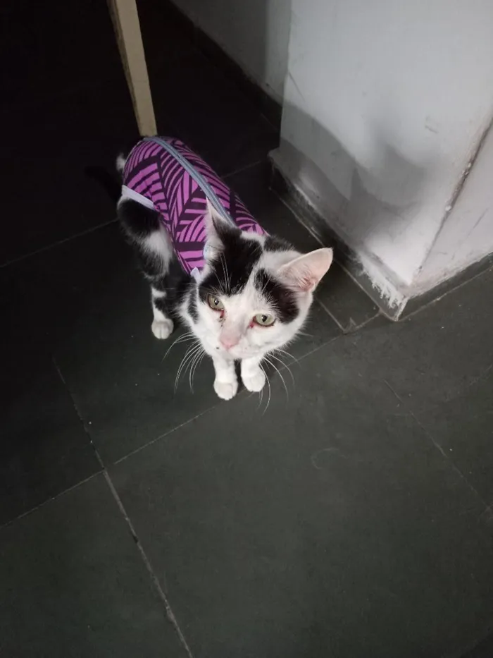 Gato raça SRD-ViraLata idade 6 ou mais anos nome Brisa, adoção conjunto com Breno