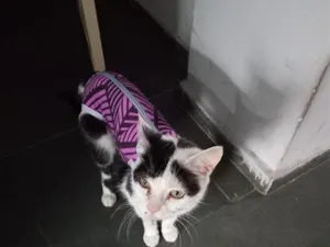 Gato raça SRD-ViraLata idade 6 ou mais anos nome Brisa, adoção conjunto com Breno