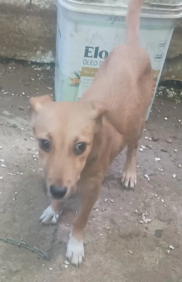 Cachorro raça SRD-ViraLata idade 7 a 11 meses nome Não possui nome.