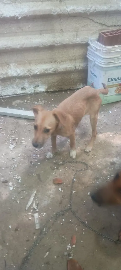 Cachorro raça SRD-ViraLata idade 7 a 11 meses nome Não possui nome.