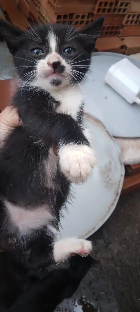 Gato raça SRD-ViraLata idade 2 a 6 meses nome pretim
