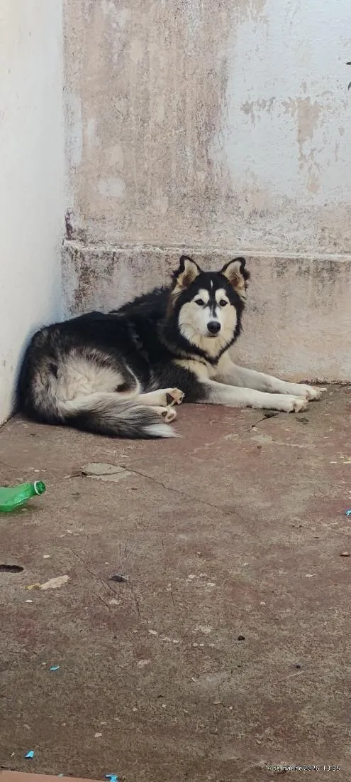 Cachorro raça SRD-ViraLata idade 1 ano nome Ayla