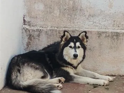 Cachorro raça SRD-ViraLata idade 1 ano nome Ayla