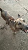 Scooby 