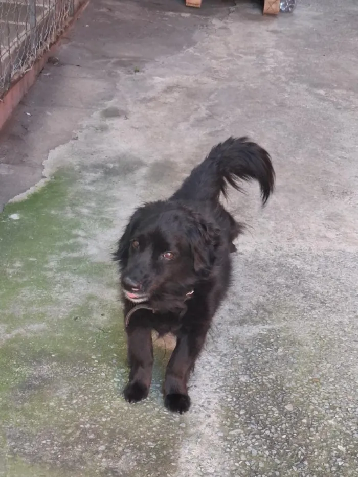 Cachorro raça SRD-ViraLata idade 4 anos nome Bob