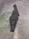 Bob