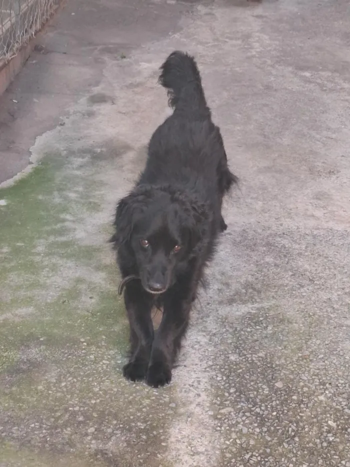 Cachorro raça SRD-ViraLata idade 4 anos nome Bob