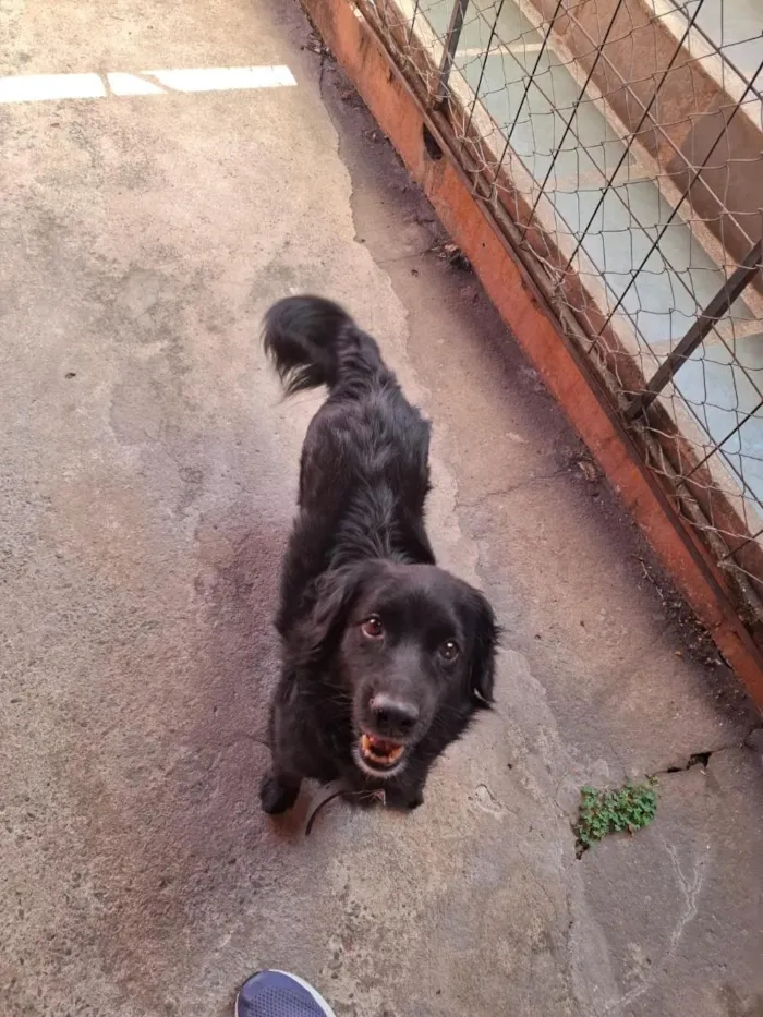 Cachorro raça SRD-ViraLata idade 4 anos nome Bob
