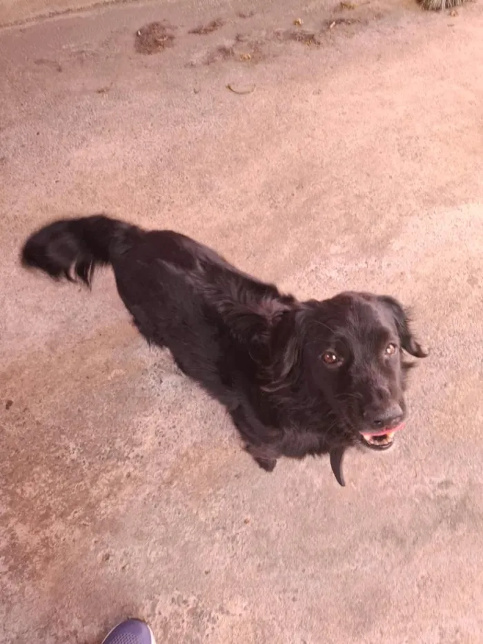 Cachorro raça SRD-ViraLata idade 4 anos nome Bob