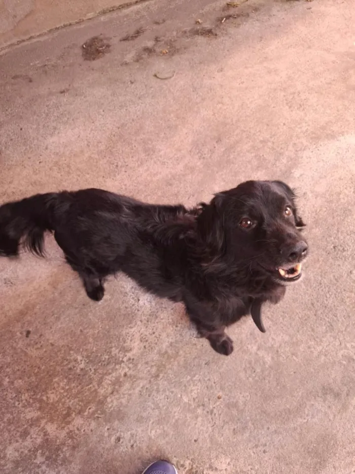 Cachorro raça SRD-ViraLata idade 4 anos nome Bob