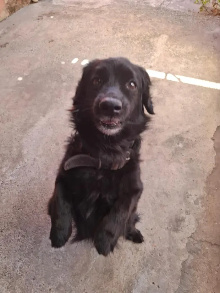 Cachorro raça SRD-ViraLata idade 4 anos nome Bob
