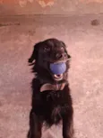 Bob