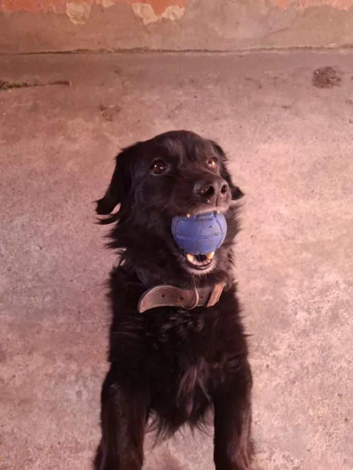 Cachorro raça SRD-ViraLata idade 4 anos nome Bob