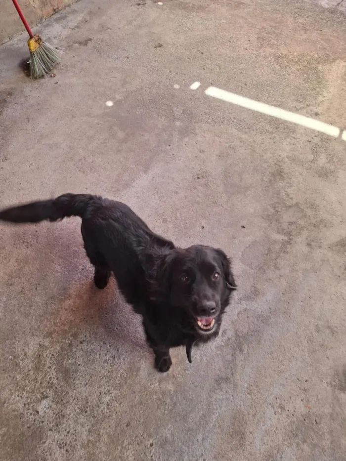 Cachorro raça SRD-ViraLata idade 4 anos nome Bob