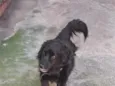 Bob