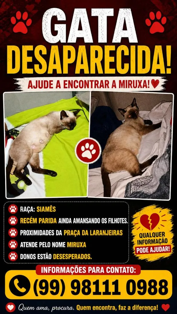 Gato raça Siamês idade 4 anos nome Miruxa