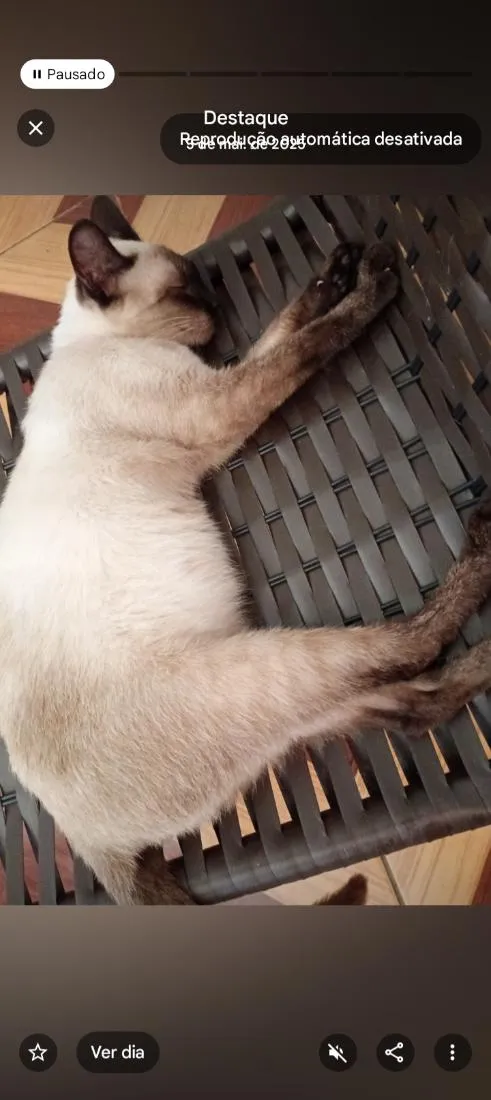 Gato raça Siamês idade 4 anos nome Miruxa
