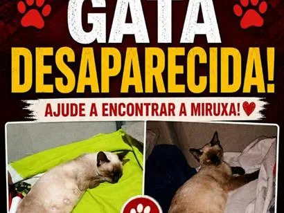 Gato raça Siamês idade 4 anos nome Miruxa