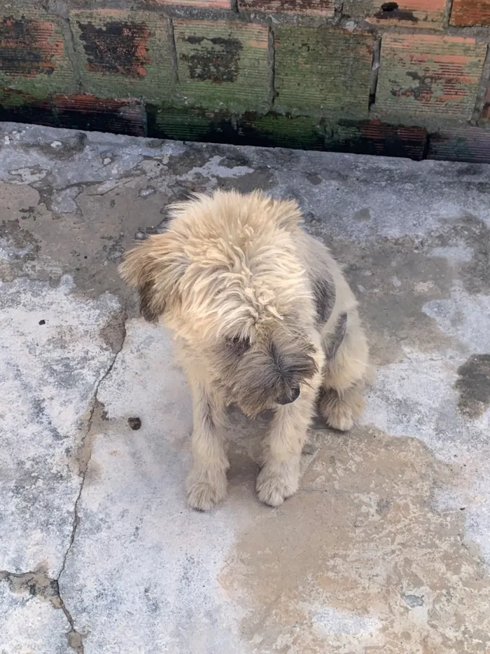 Cachorro raça SRD-ViraLata idade 1 ano nome Luffy