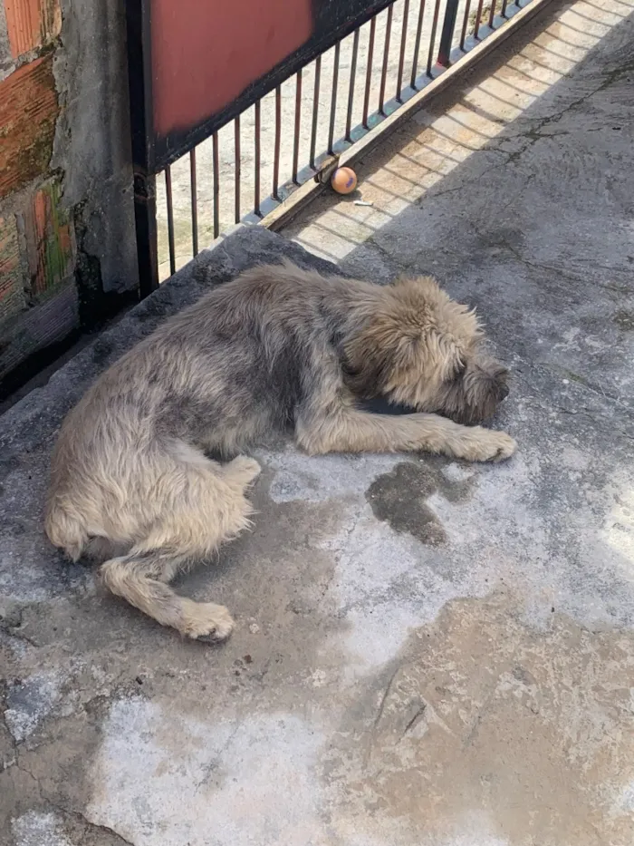 Cachorro raça SRD-ViraLata idade 1 ano nome Luffy