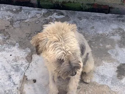 Cachorro raça SRD-ViraLata idade 1 ano nome Luffy