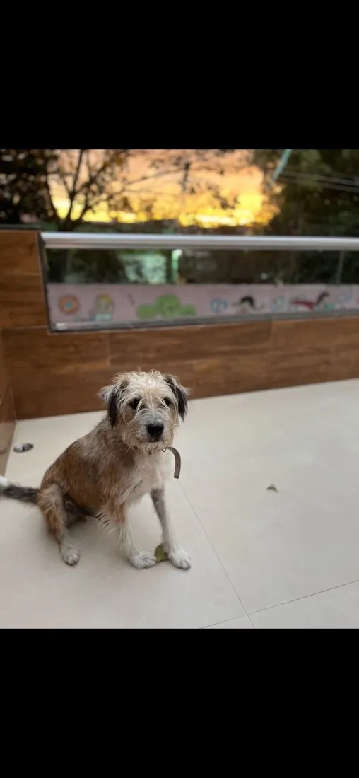 Cachorro raça SRD-ViraLata idade 6 ou mais anos nome Maxx