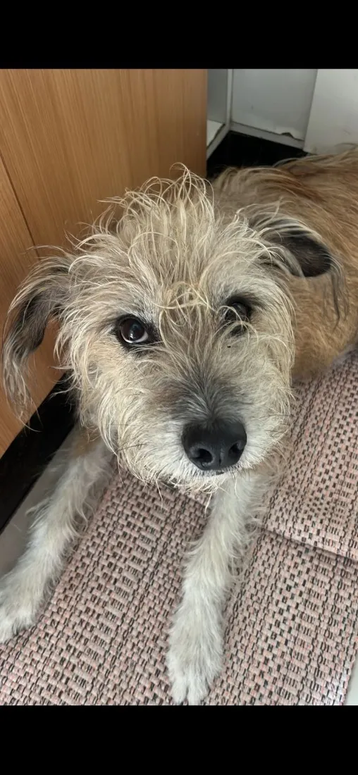 Cachorro raça SRD-ViraLata idade 6 ou mais anos nome Maxx
