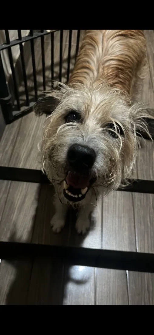 Cachorro raça SRD-ViraLata idade 6 ou mais anos nome Maxx