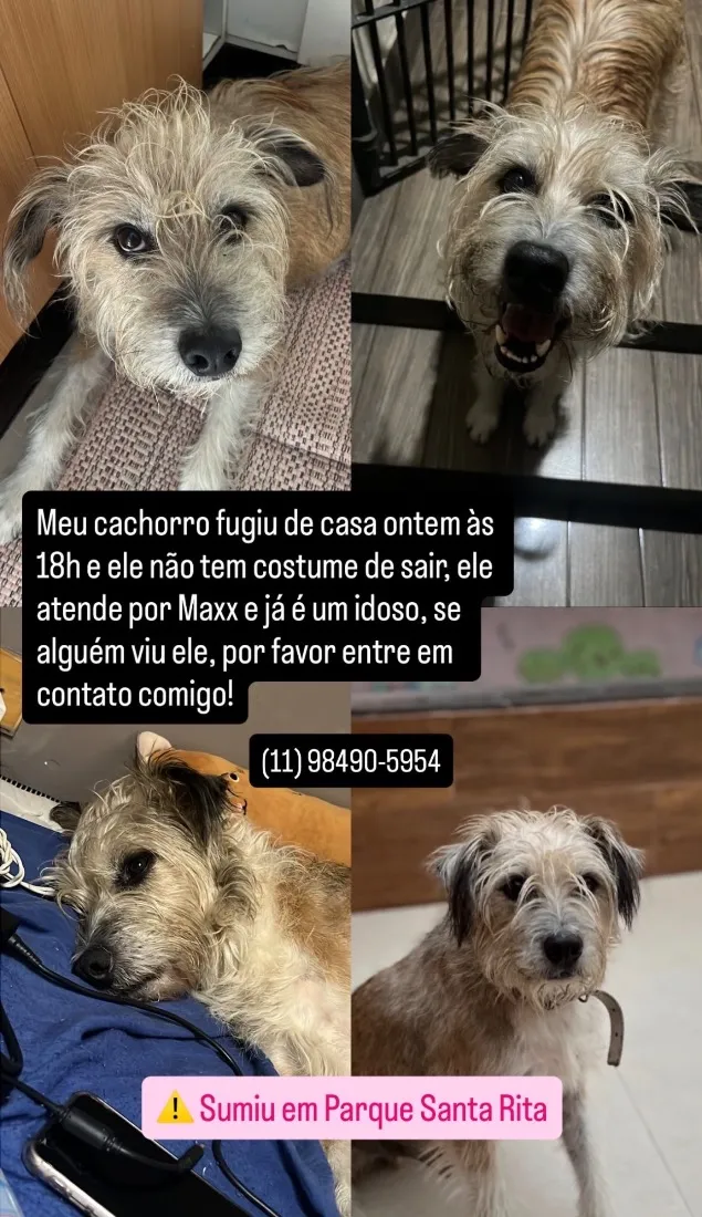 Cachorro raça SRD-ViraLata idade 6 ou mais anos nome Maxx