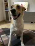 Reginaldo