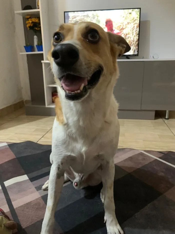 Cachorro raça SRD-ViraLata idade 2 a 6 meses nome Reginaldo