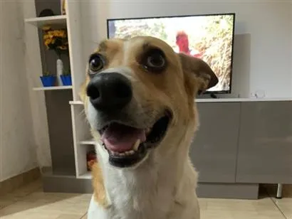 Cachorro raça SRD-ViraLata idade 2 a 6 meses nome Reginaldo