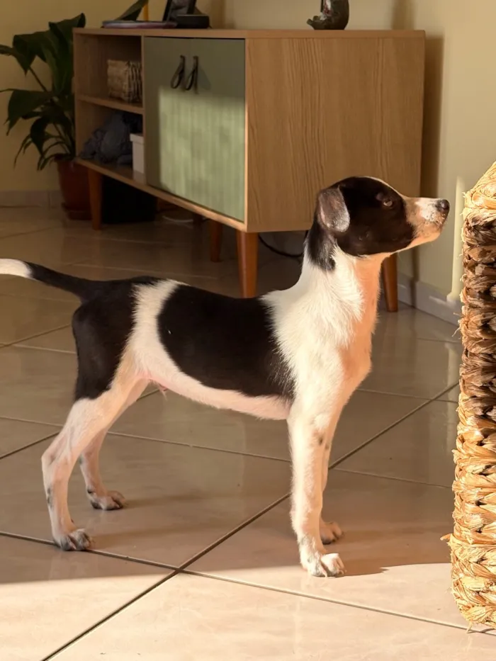 Cachorro raça SRD-ViraLata idade 2 a 6 meses nome José