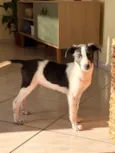 José