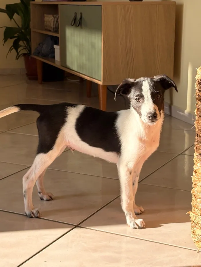 Cachorro raça SRD-ViraLata idade 2 a 6 meses nome José
