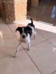 José