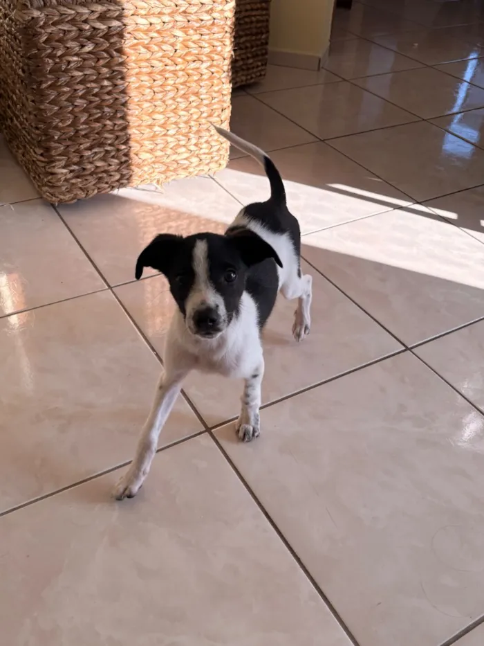 Cachorro raça SRD-ViraLata idade 2 a 6 meses nome José